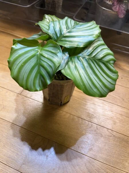 カラテア　オルビフォリア
