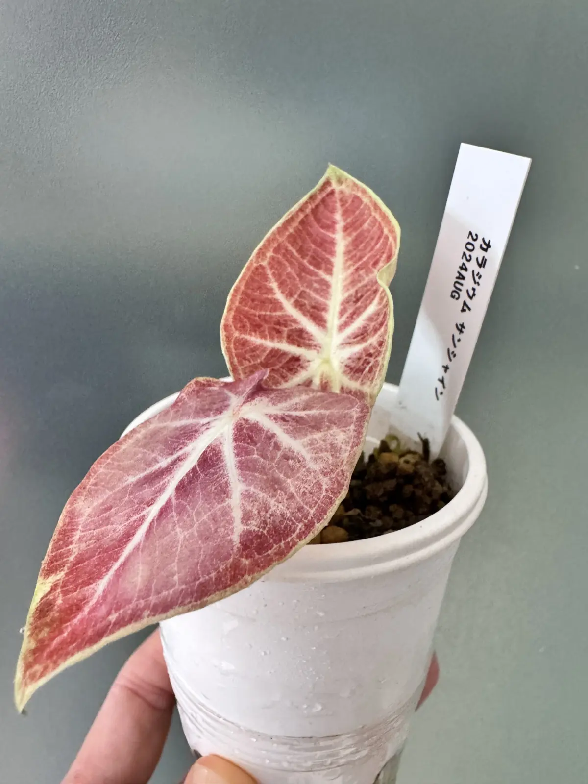 カラジウム　サンシャイン