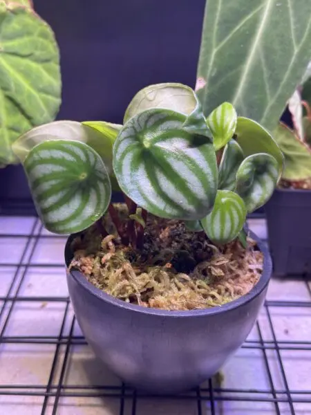 ペペロミア サンデルシー スイカ