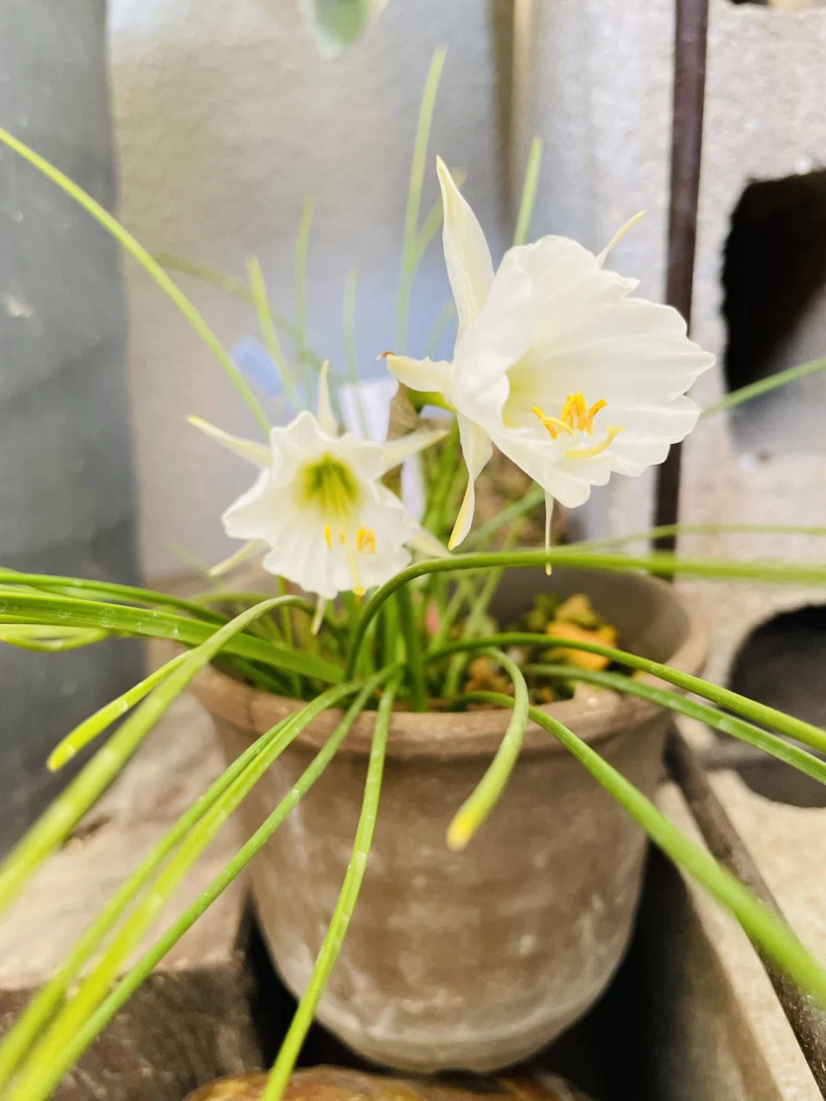 ナルキッスス・バルボコディウム　コンスビキュアス　花