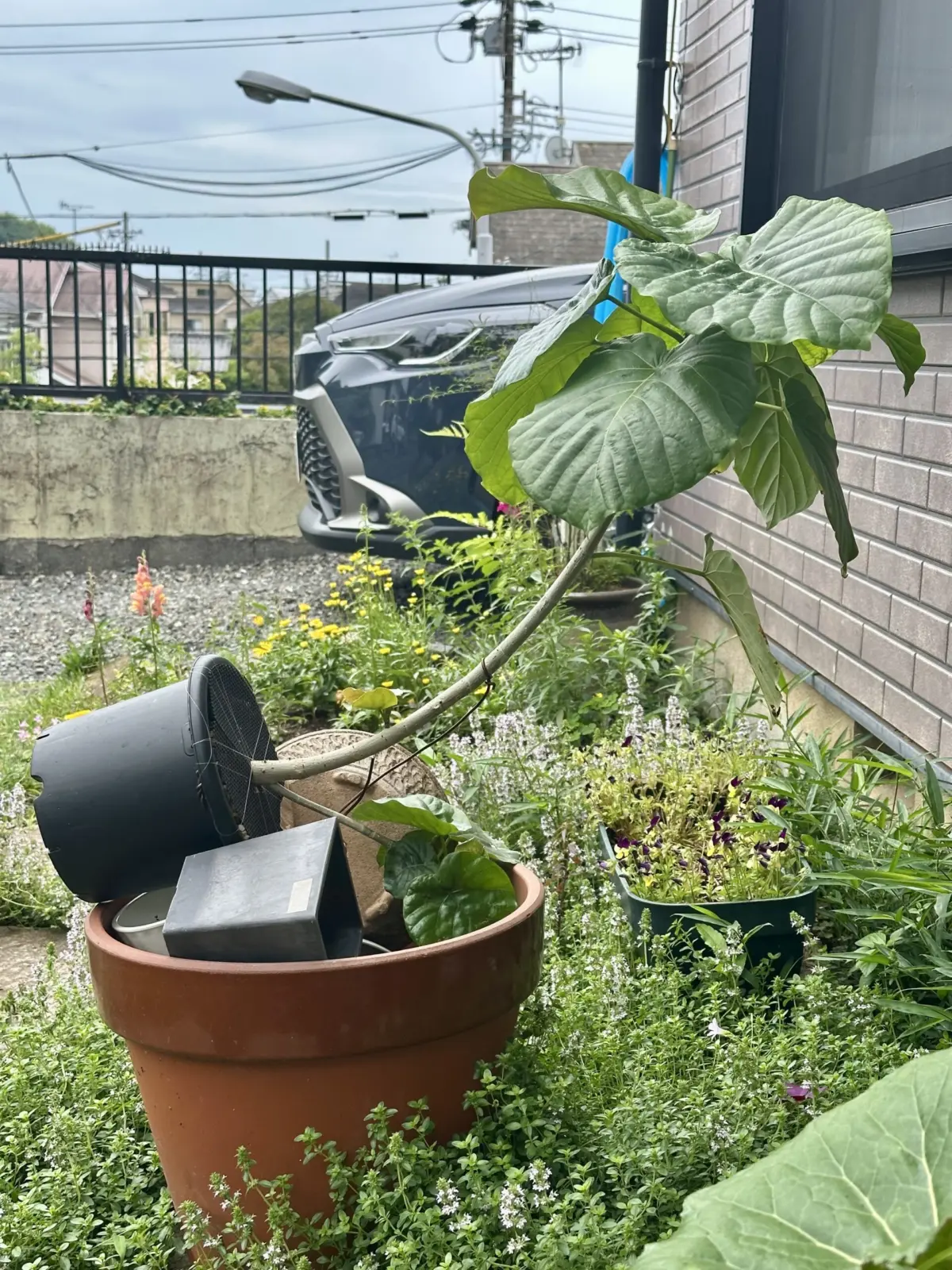 フィカス ウンベラータ