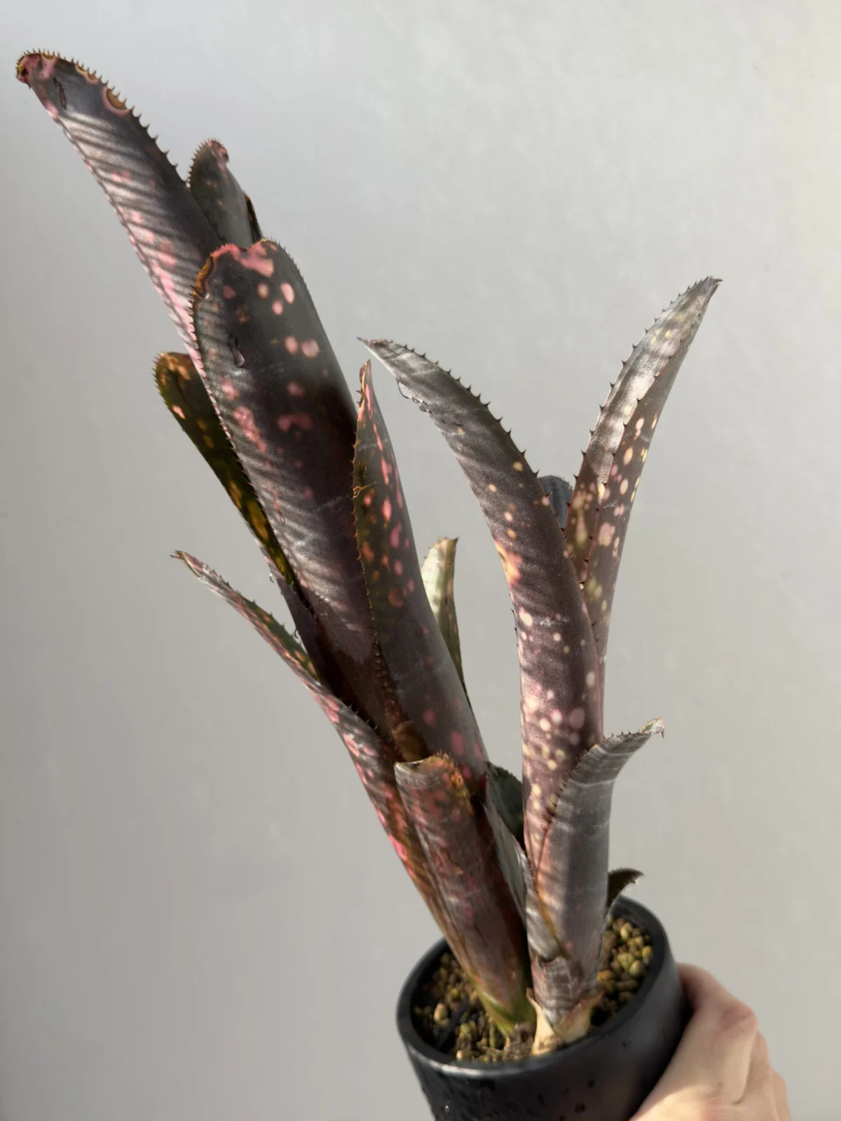 ビルベルギア インセンディアリーデライト