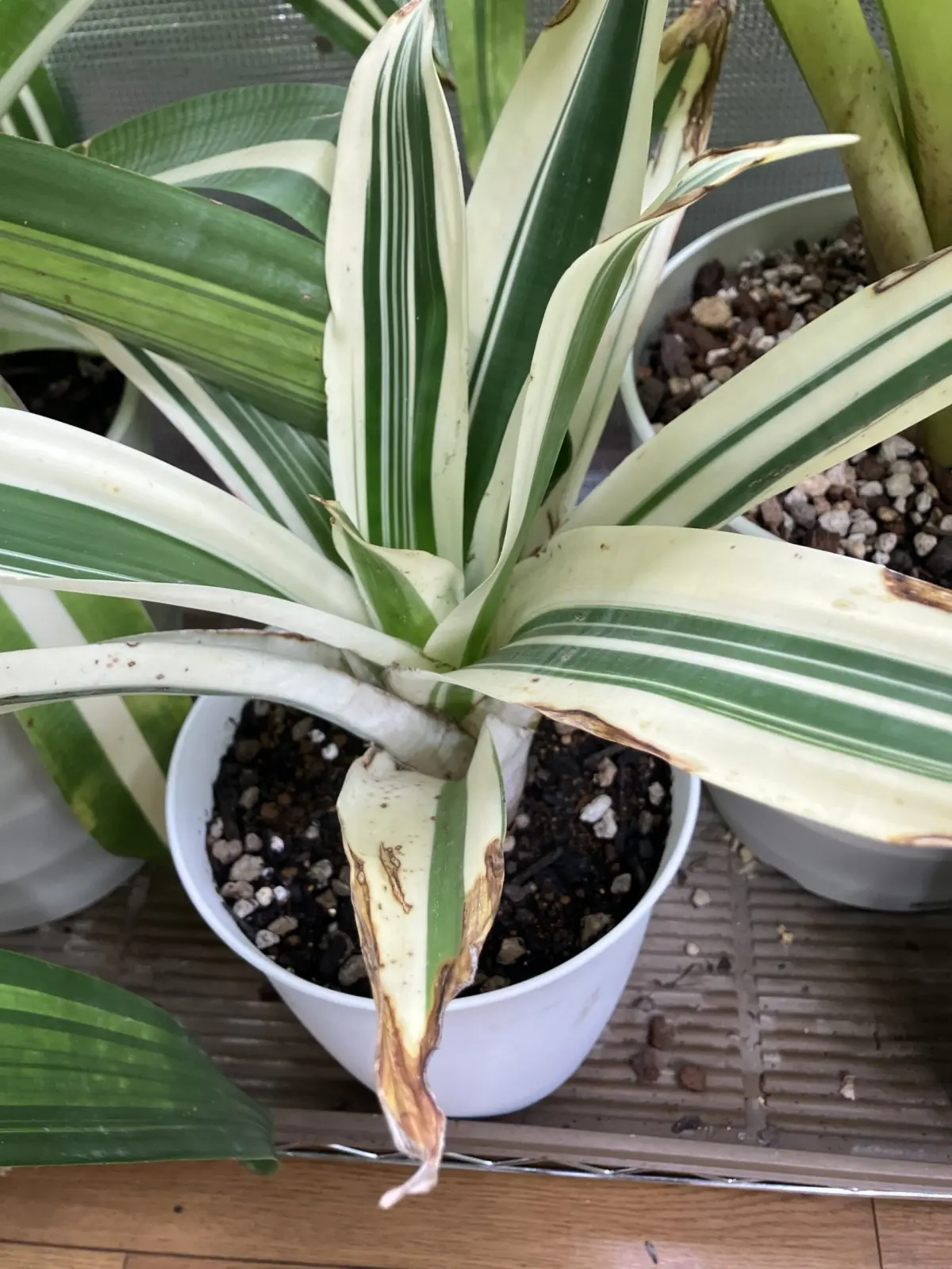 アルカンタレア ホワイトスター