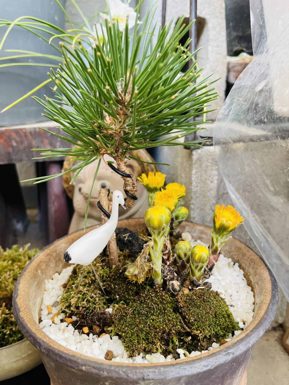 ふきたんぽぽ　花