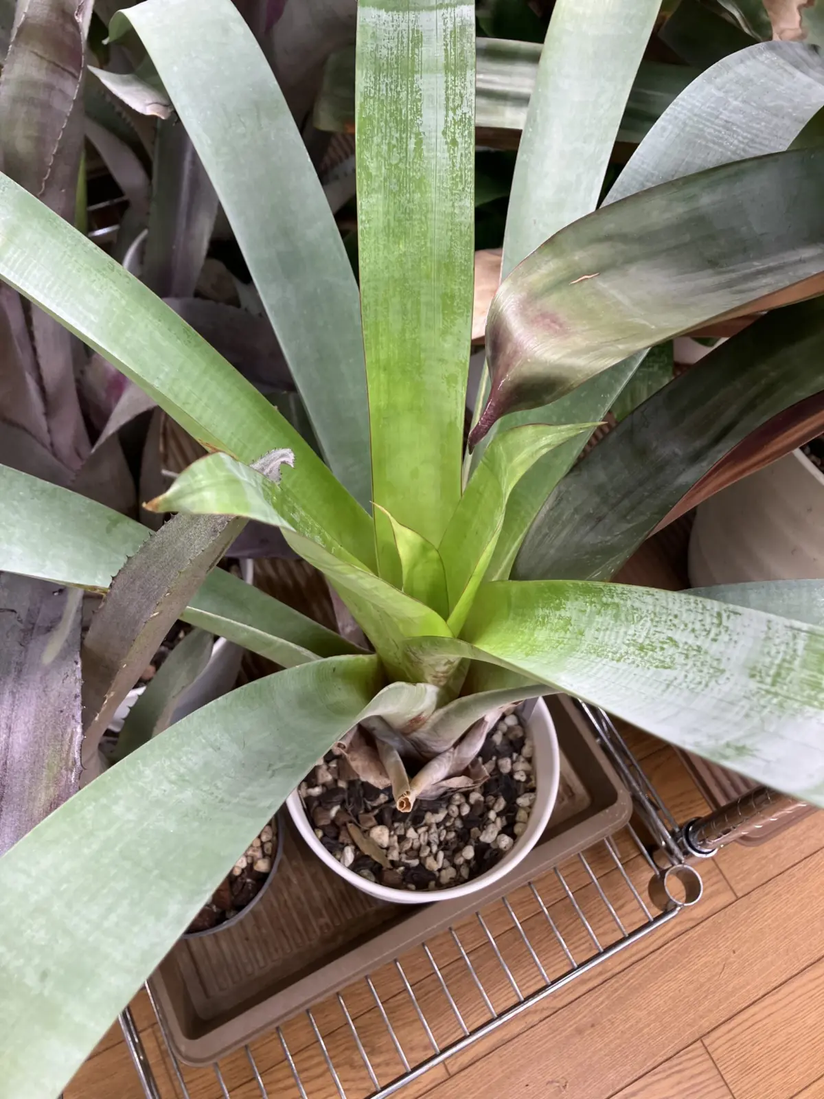 アルカンタレア オドラータ