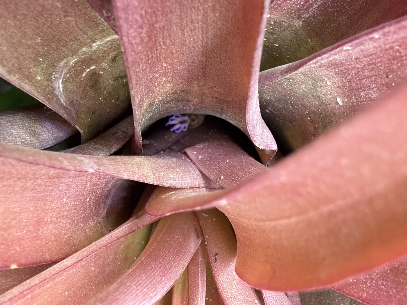 カピタータ マルーン