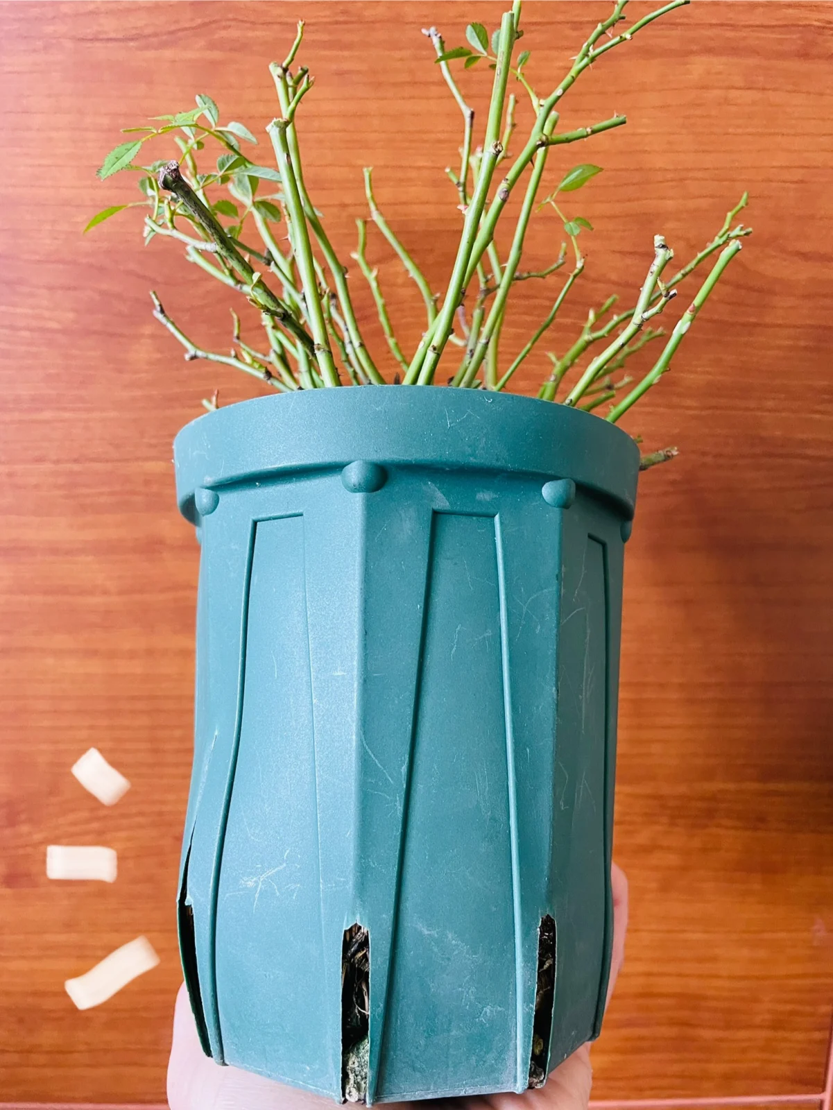 姫バラ　ワンダーファイブ　鉢を割る根