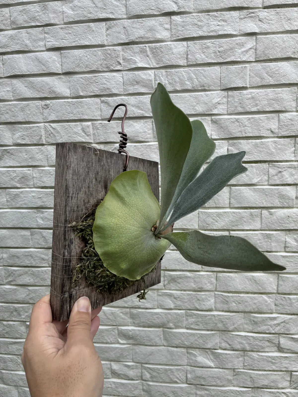 ビカクシダ　ネザーランド