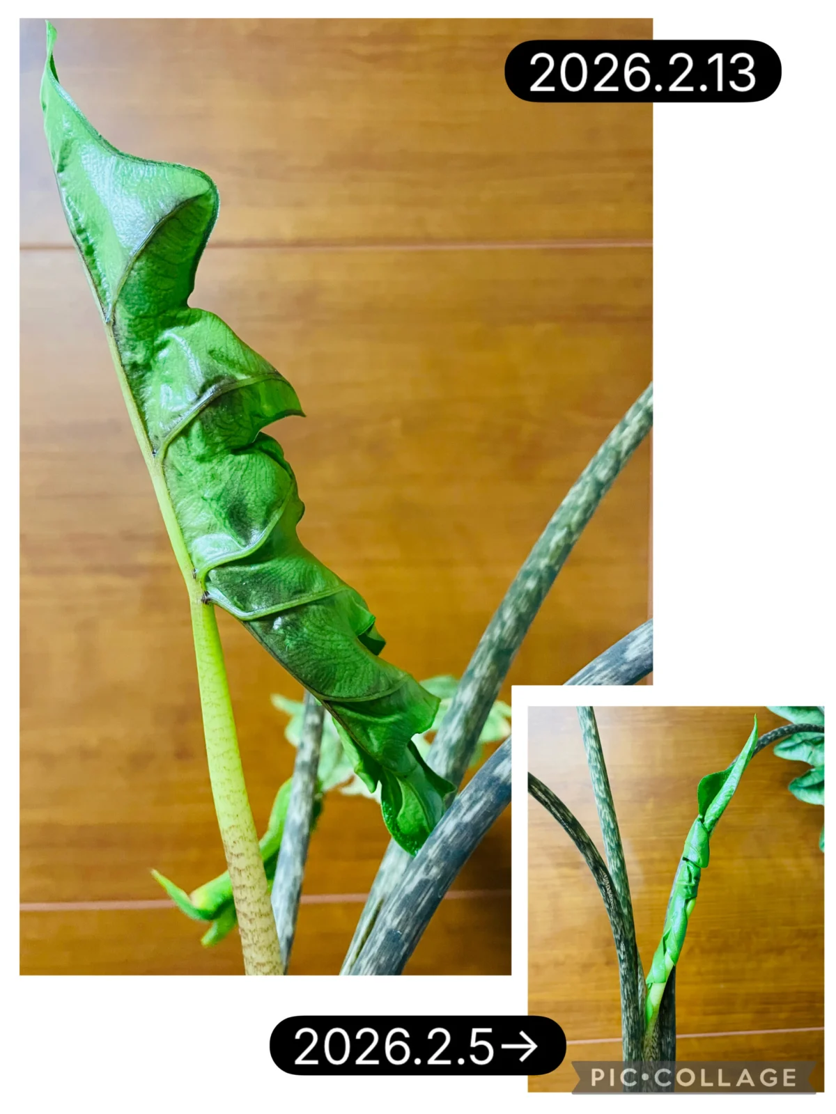 アロカシア　ジャクリン　ドリル