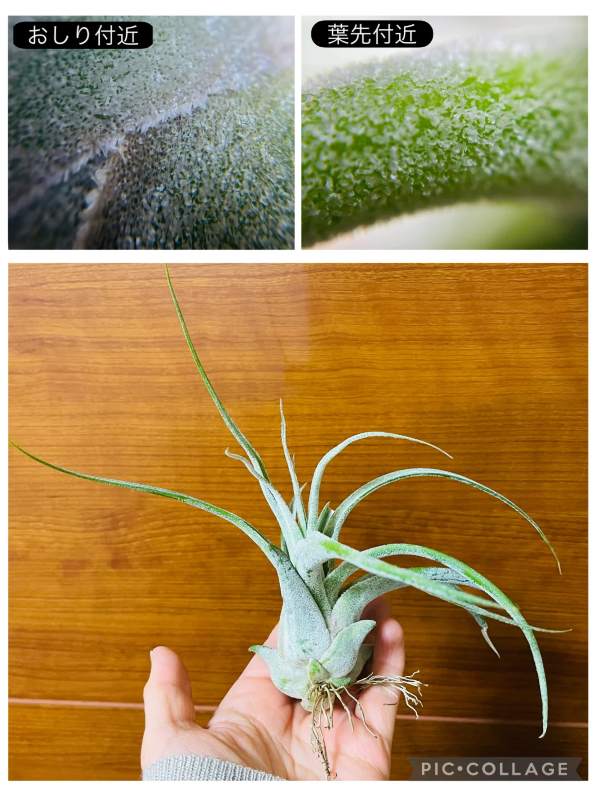 ティランジア　プエブレンシスエーレルシアナ　トリコーム