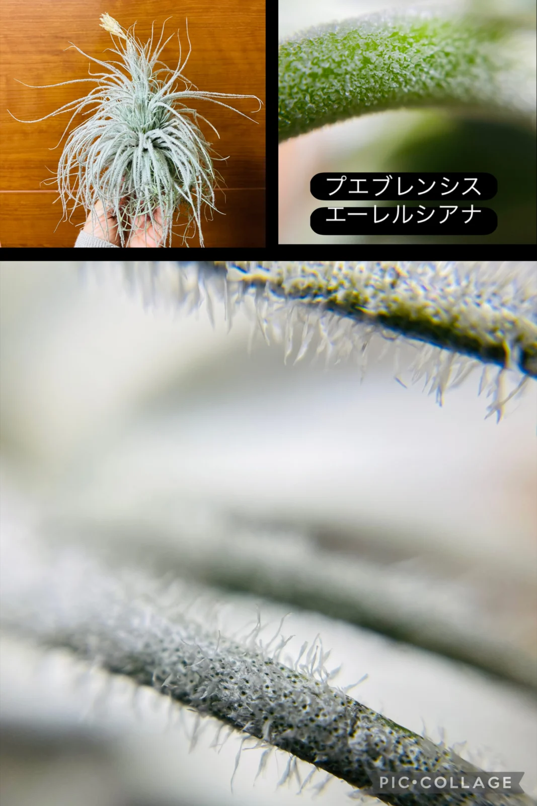 ティランジア　テクトラム　トリコーム