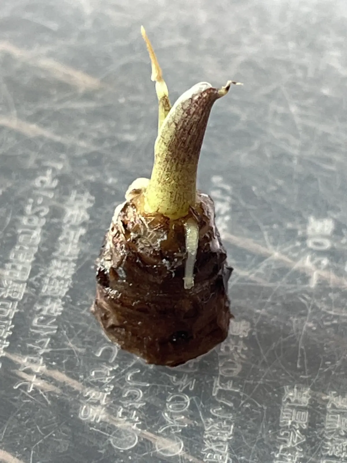 アロカシア ククラータ オーレア 水差し Vol.2