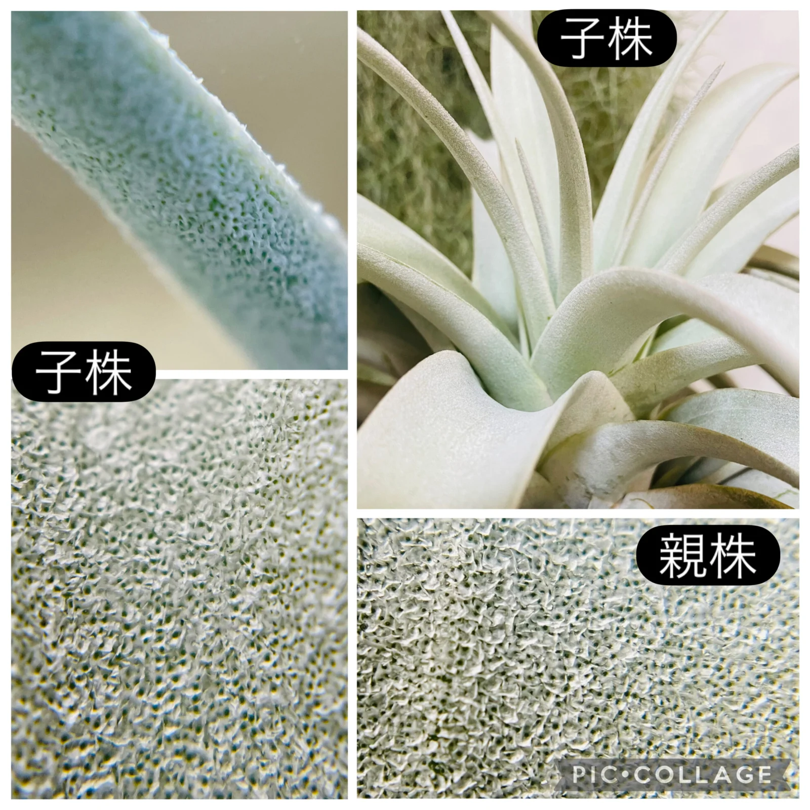 ティランジア キセログラフィカ トリコーム