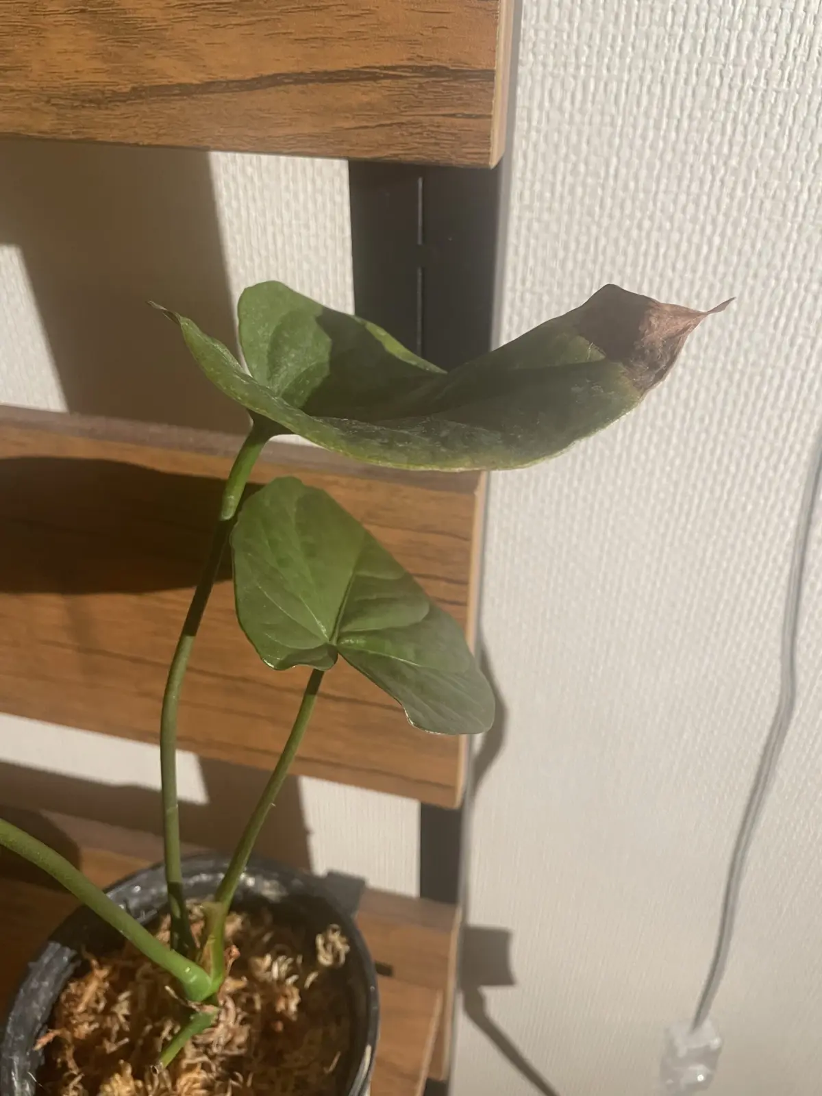 アンスリウム　トムズレッド