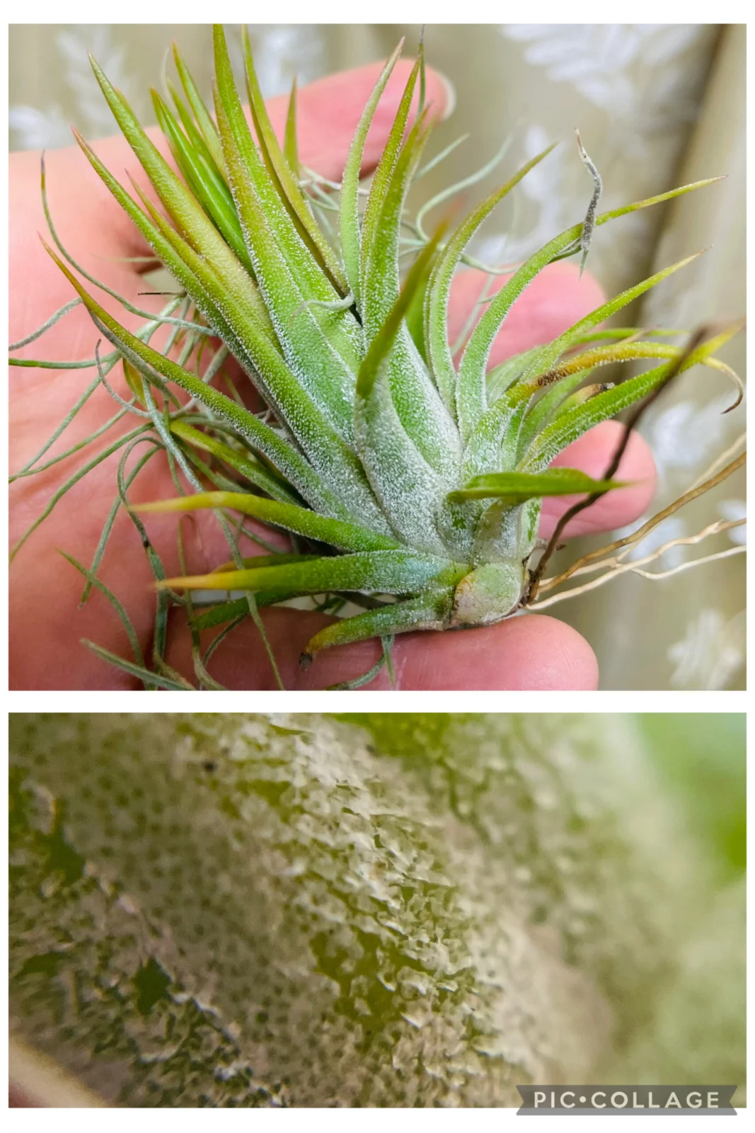 ティランジア イオナンタ オレンジタイプ トリコーム