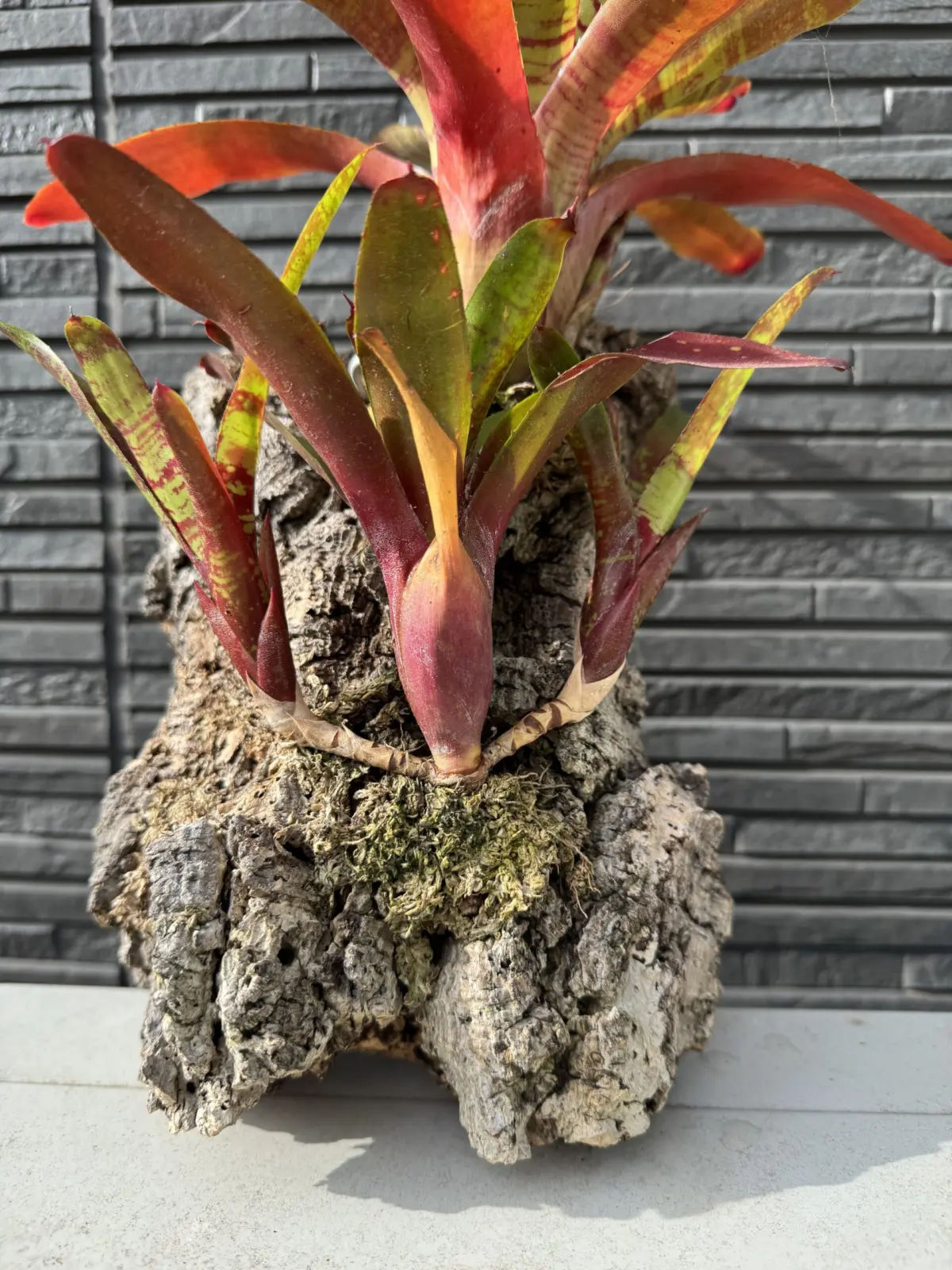 ネオレゲリア　リリープー