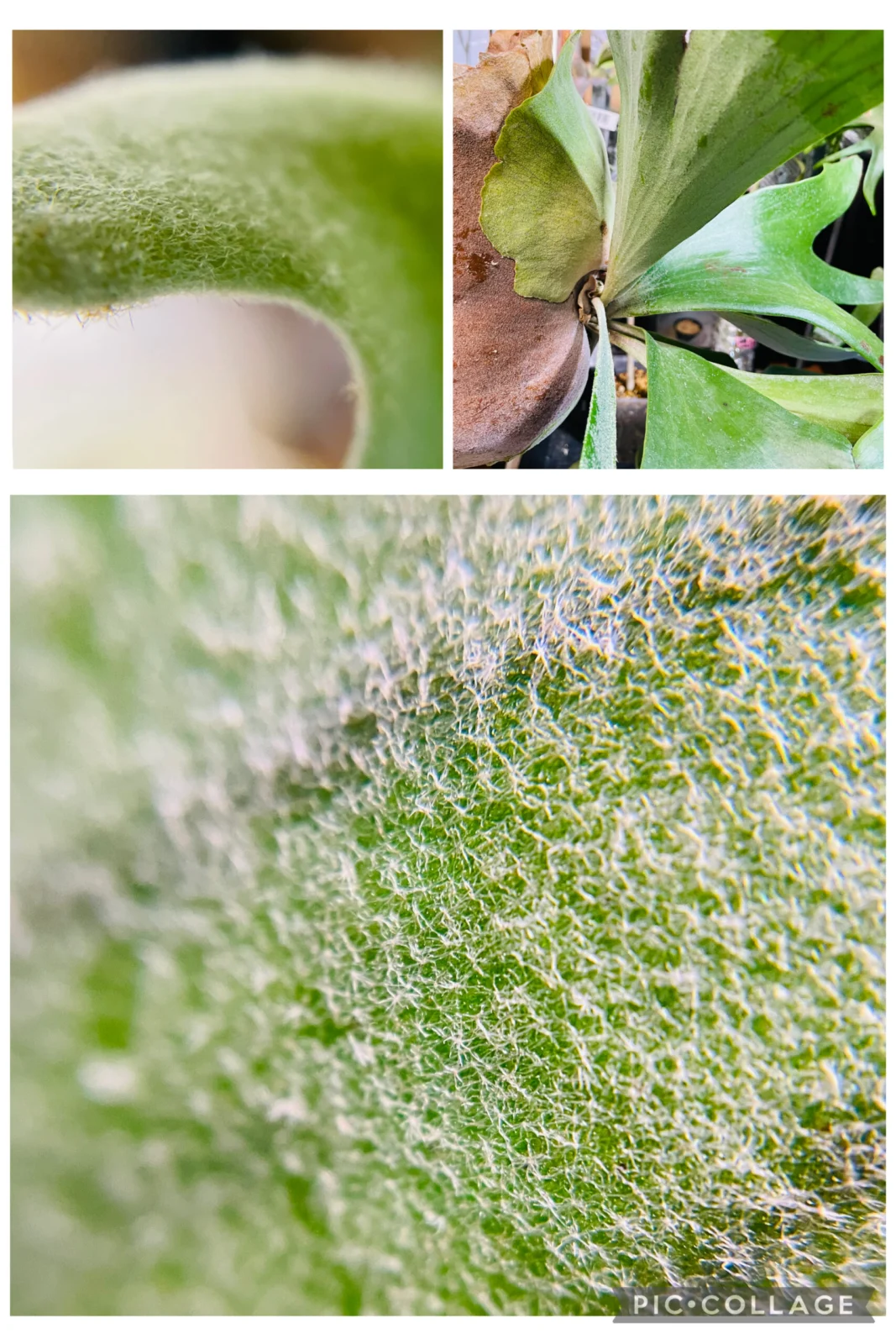 ビカクシダ　ネザーランド？　星状毛