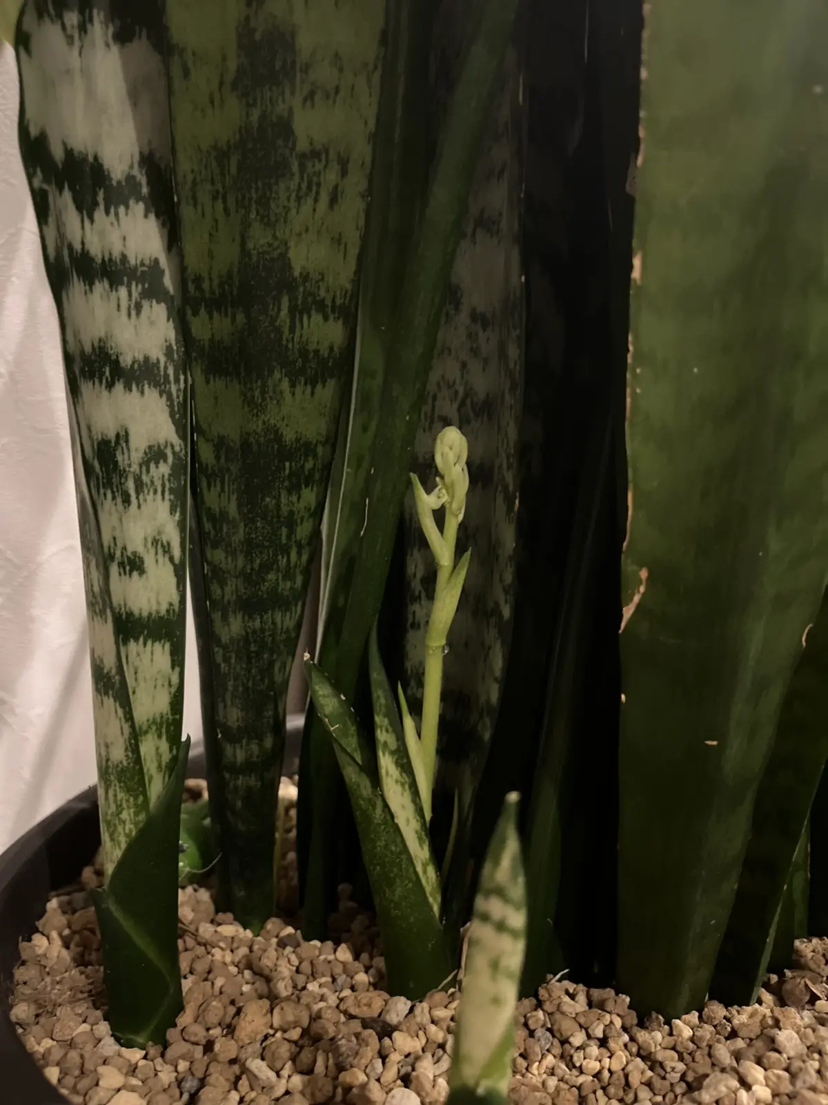 サンセベリア　花　サンセベリア花芽記録