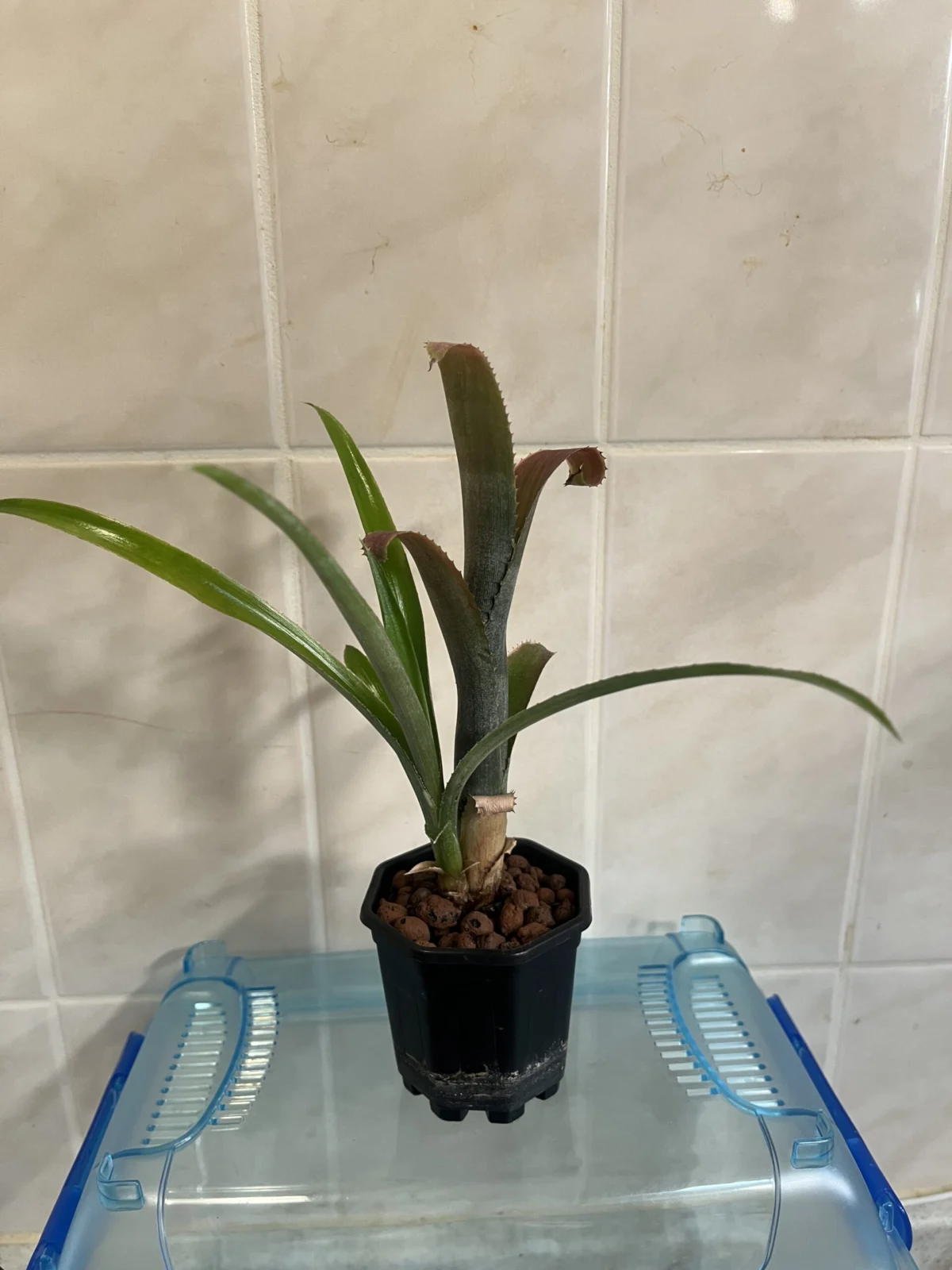 ビルベルギア　横浜