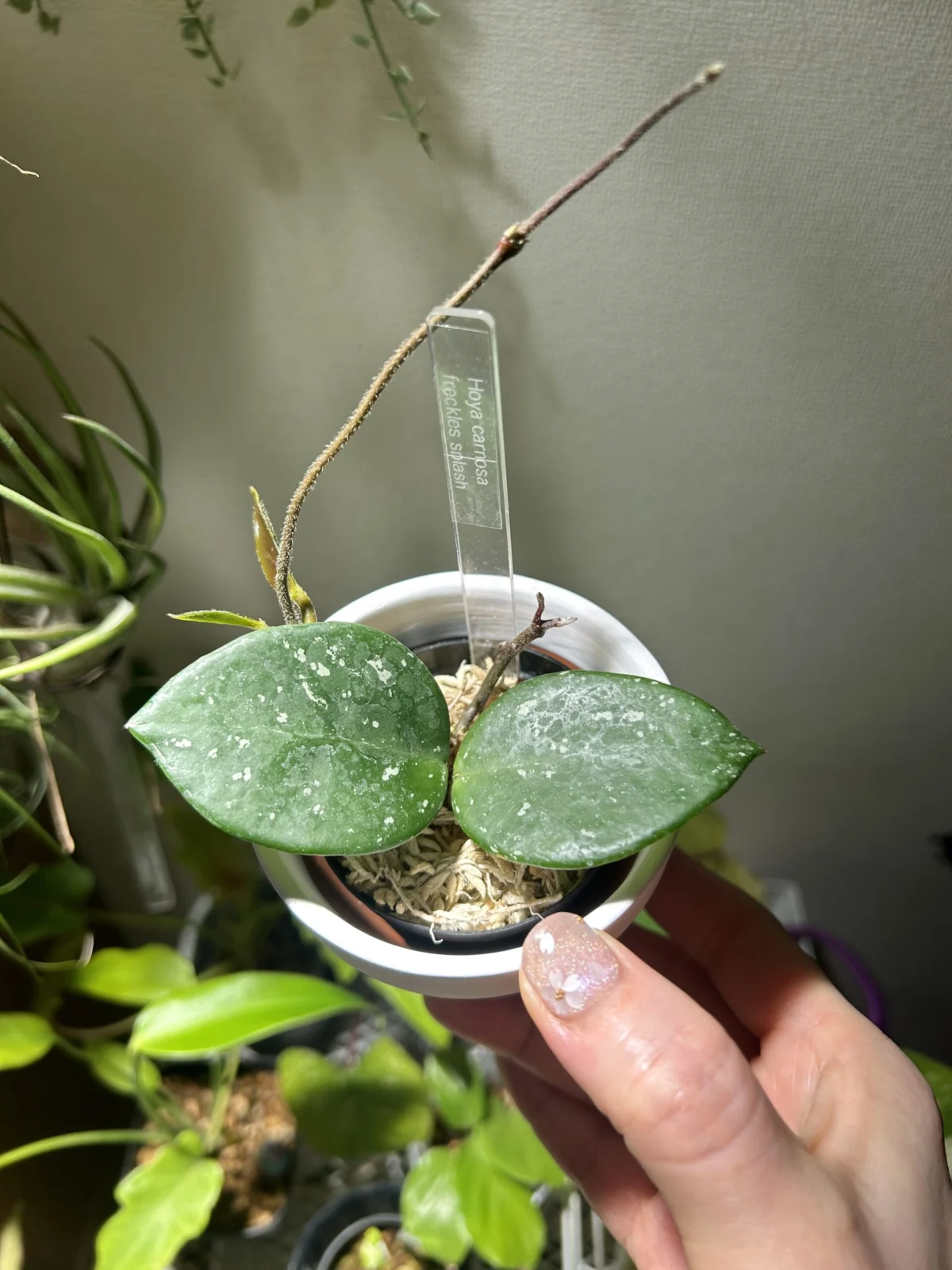 ホヤ カルノーサ フレックラス スプラッシュ