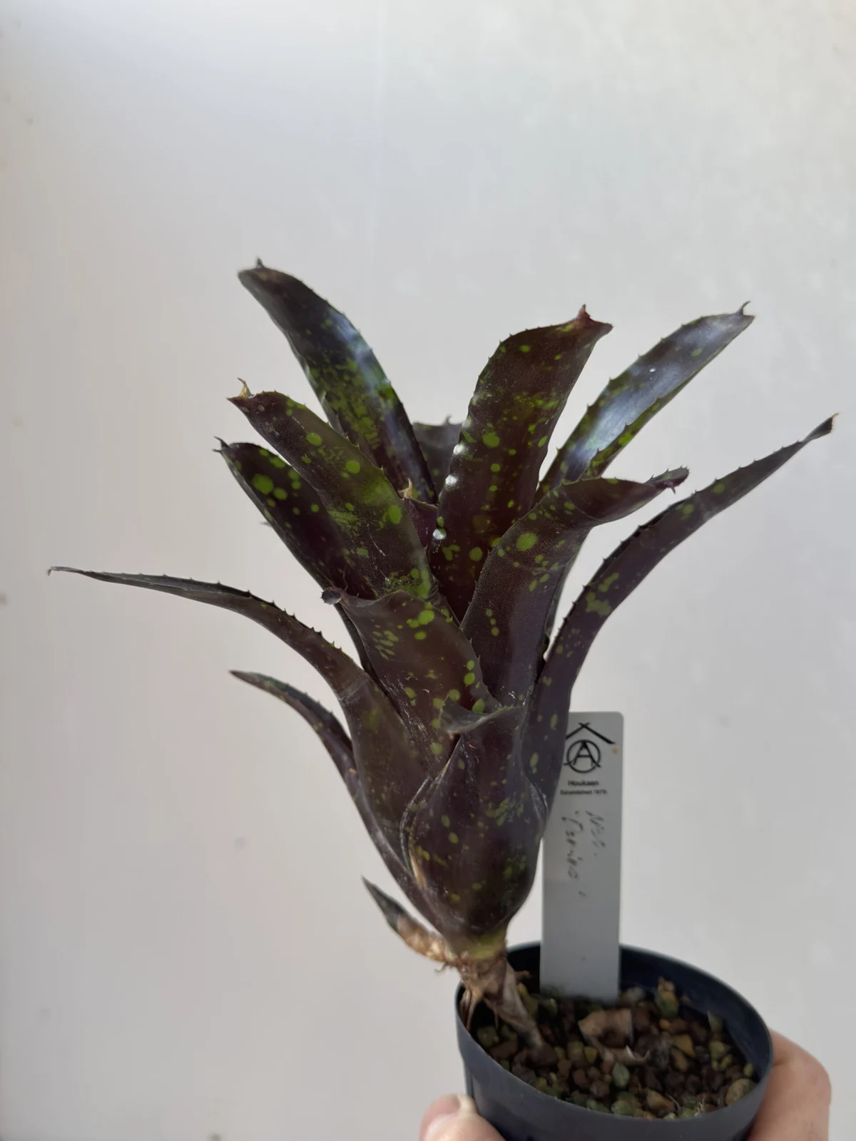 ネオレゲリア ドミノ