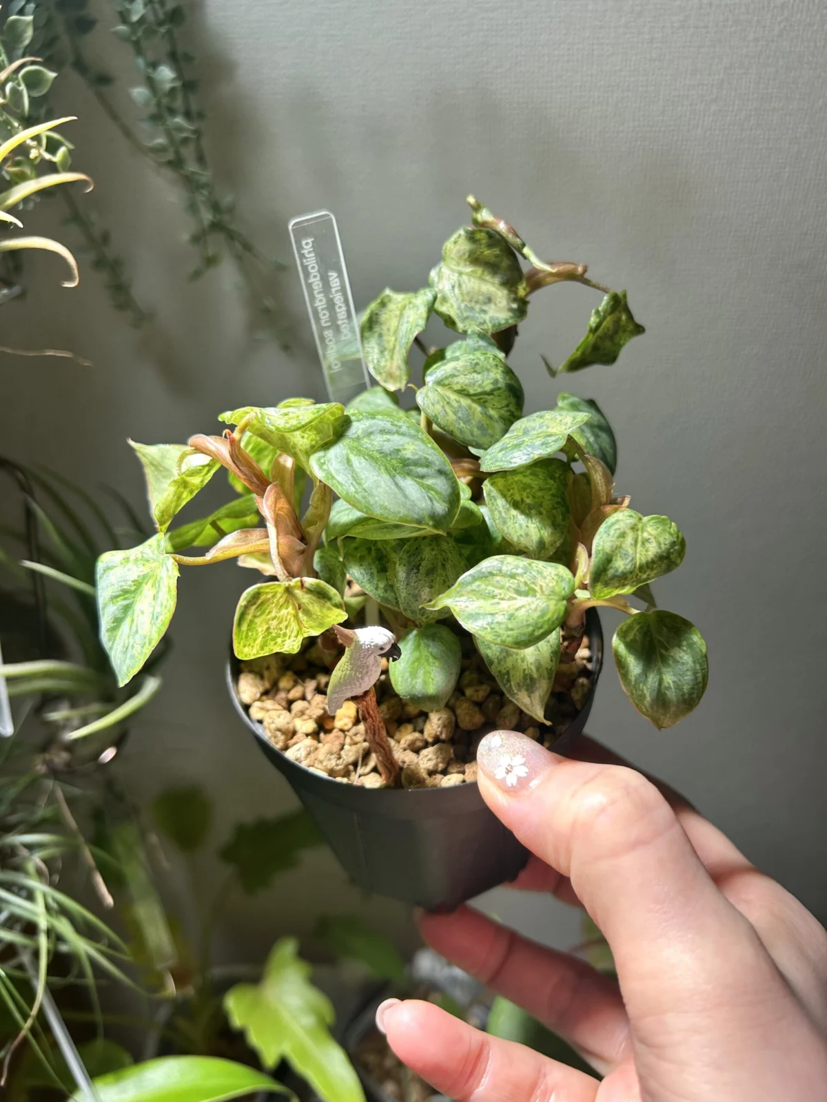 フィロデンドロン ソディロイ 斑入り