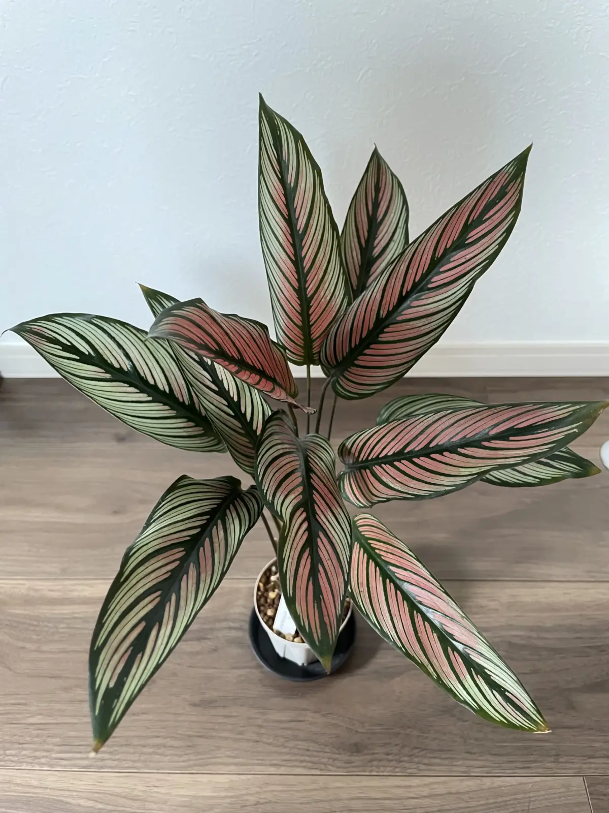 カラテア　ホワイトスター