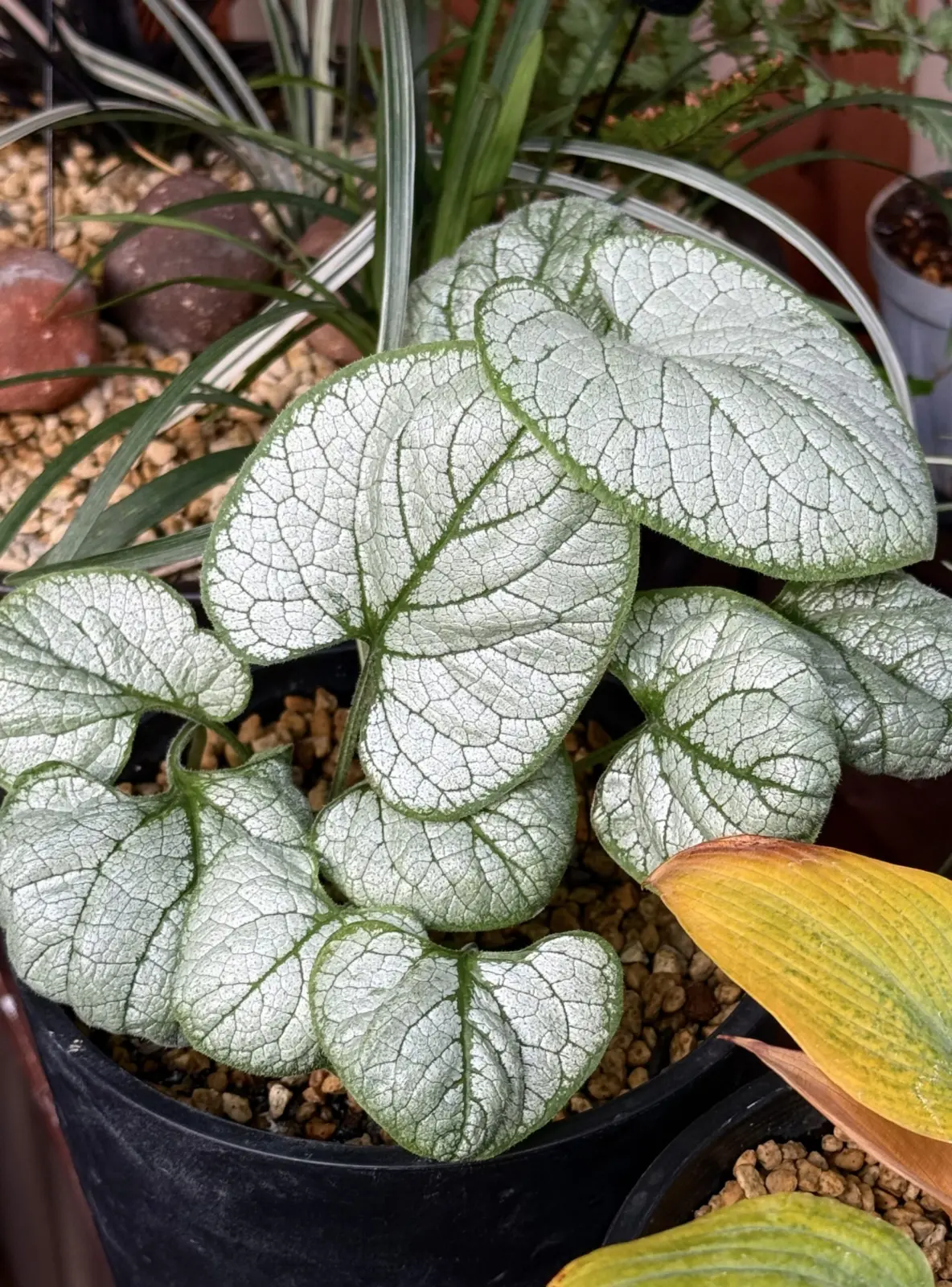 ブルンネラ　シルバーハート