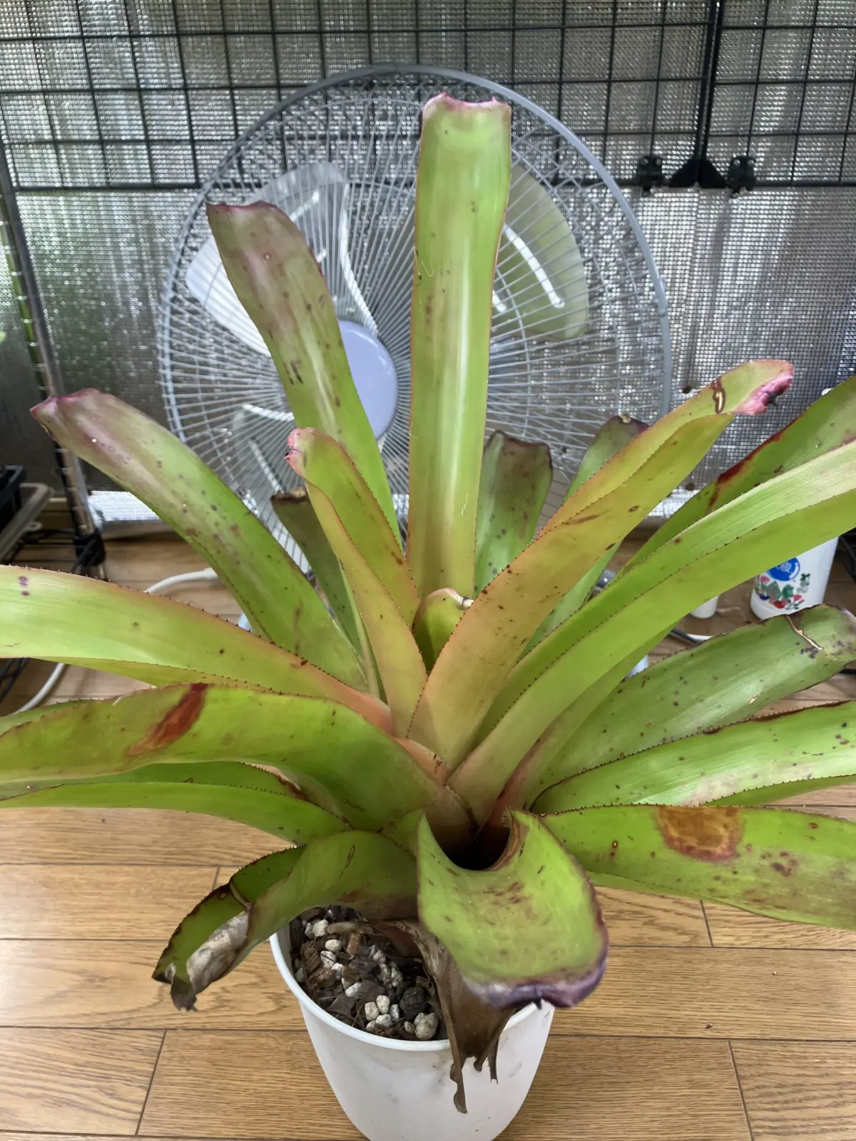 エクメア　ブランケティアナ’レッドラズベリー’