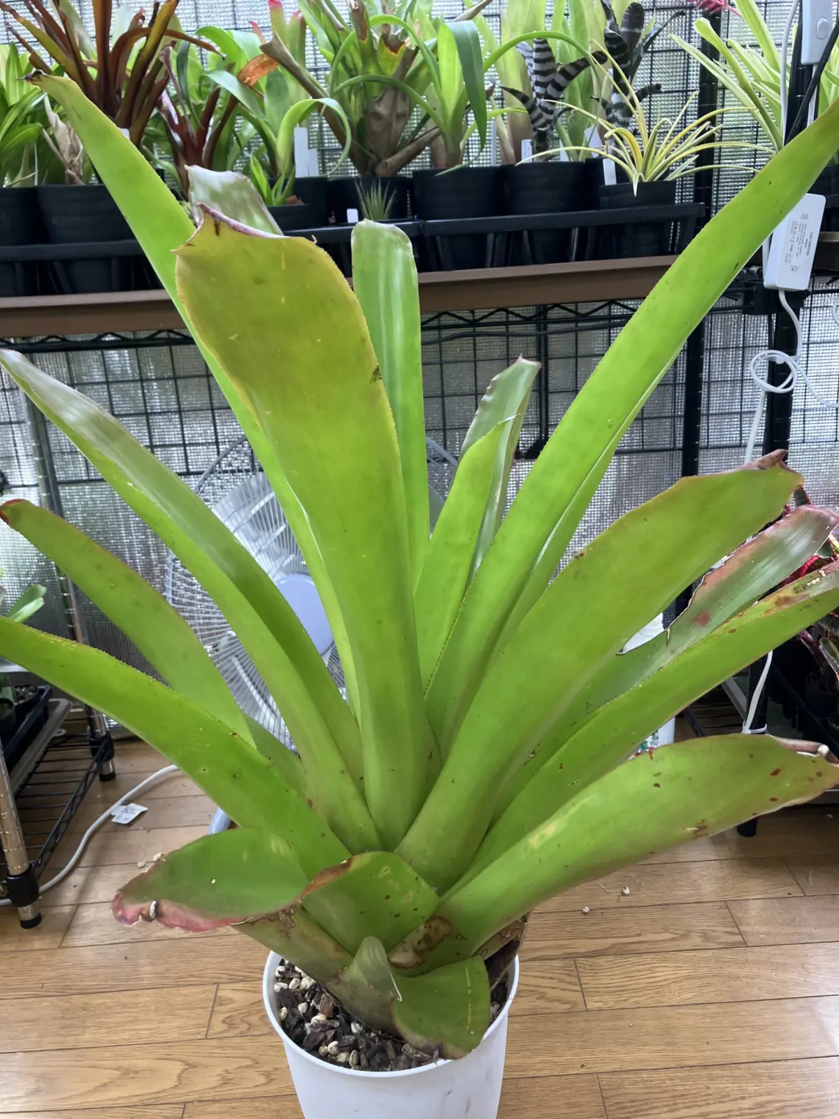 エクメア　ブランケティアナ’オレンジエイド’