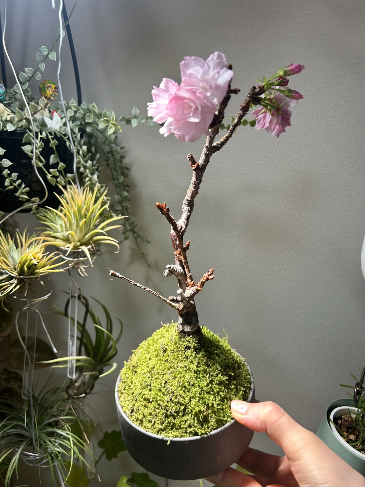 アサヒヤマザクラ(旭山桜)　苔玉から盆栽へ