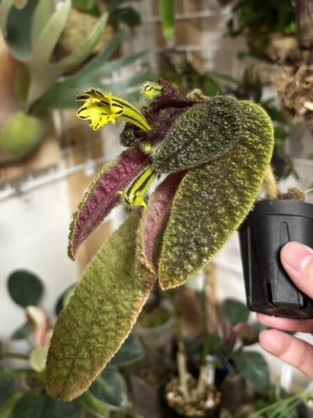 コルムネア　パープレオビッタータ　花