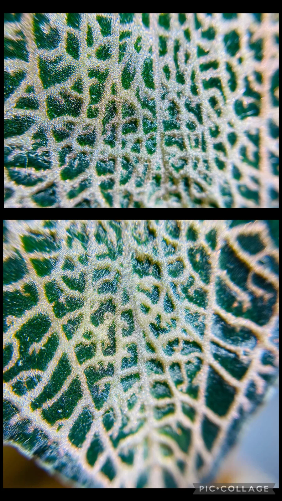 ジュエルオーキッド　葉面　拡大