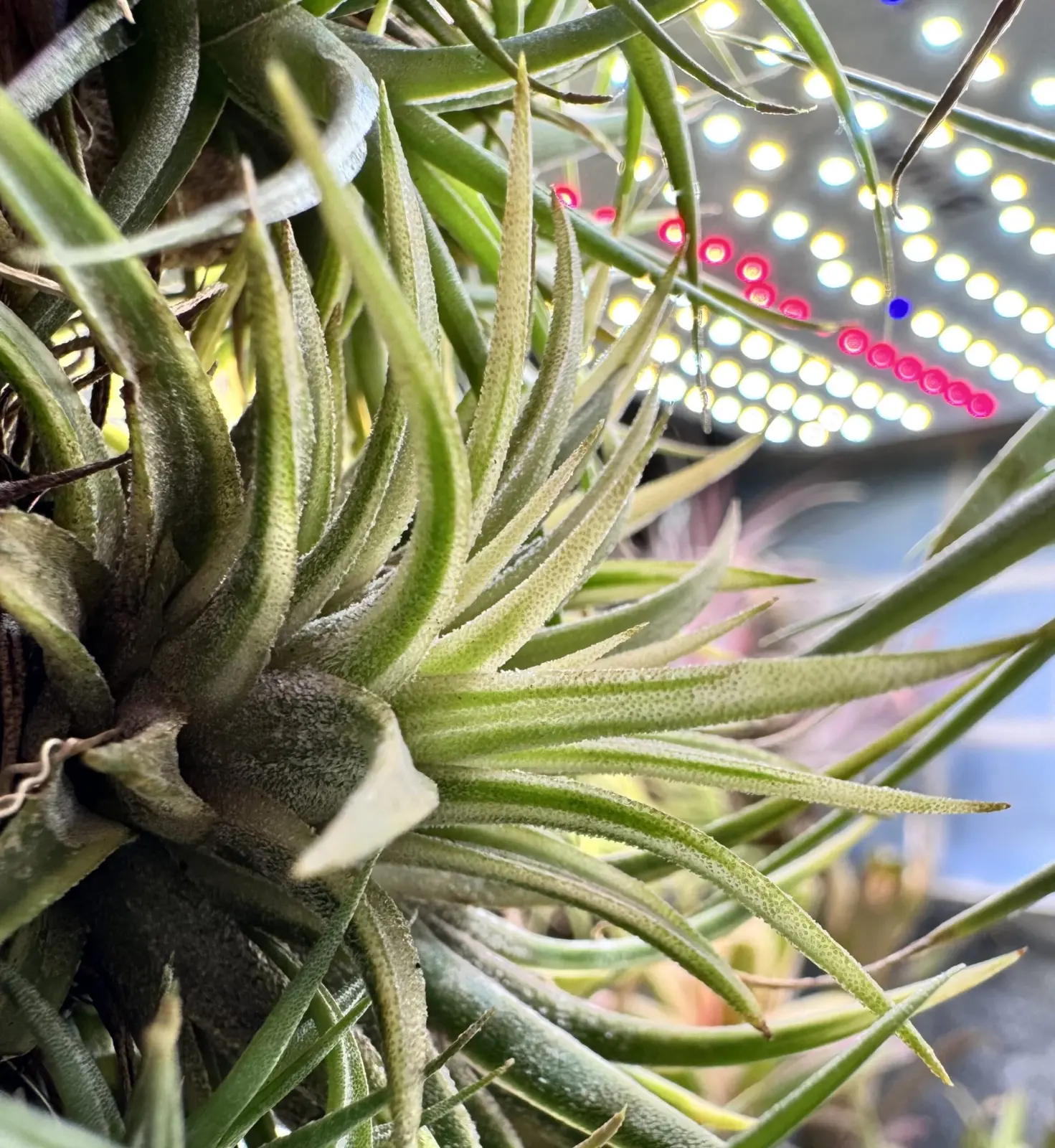 ティランジア　イオナンタ　アルボマルギナータ　アルボマージナータ