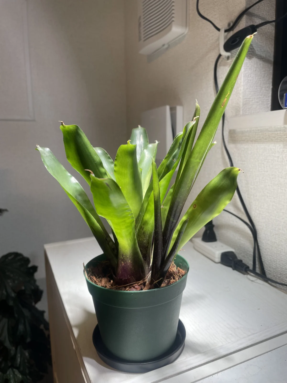 ネオレゲリア　札落ち