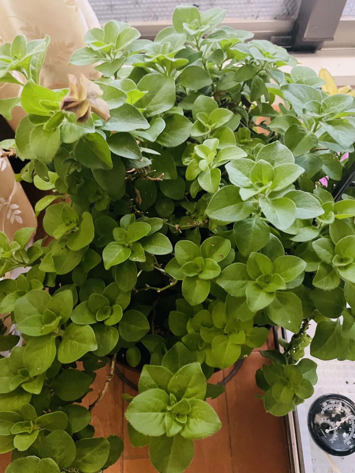 ペチュニア　花