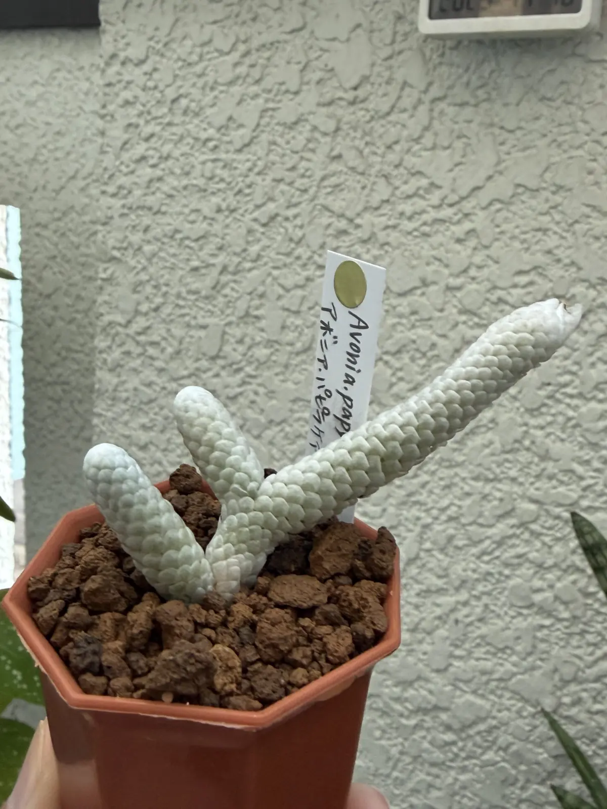 アボニア パピラケア