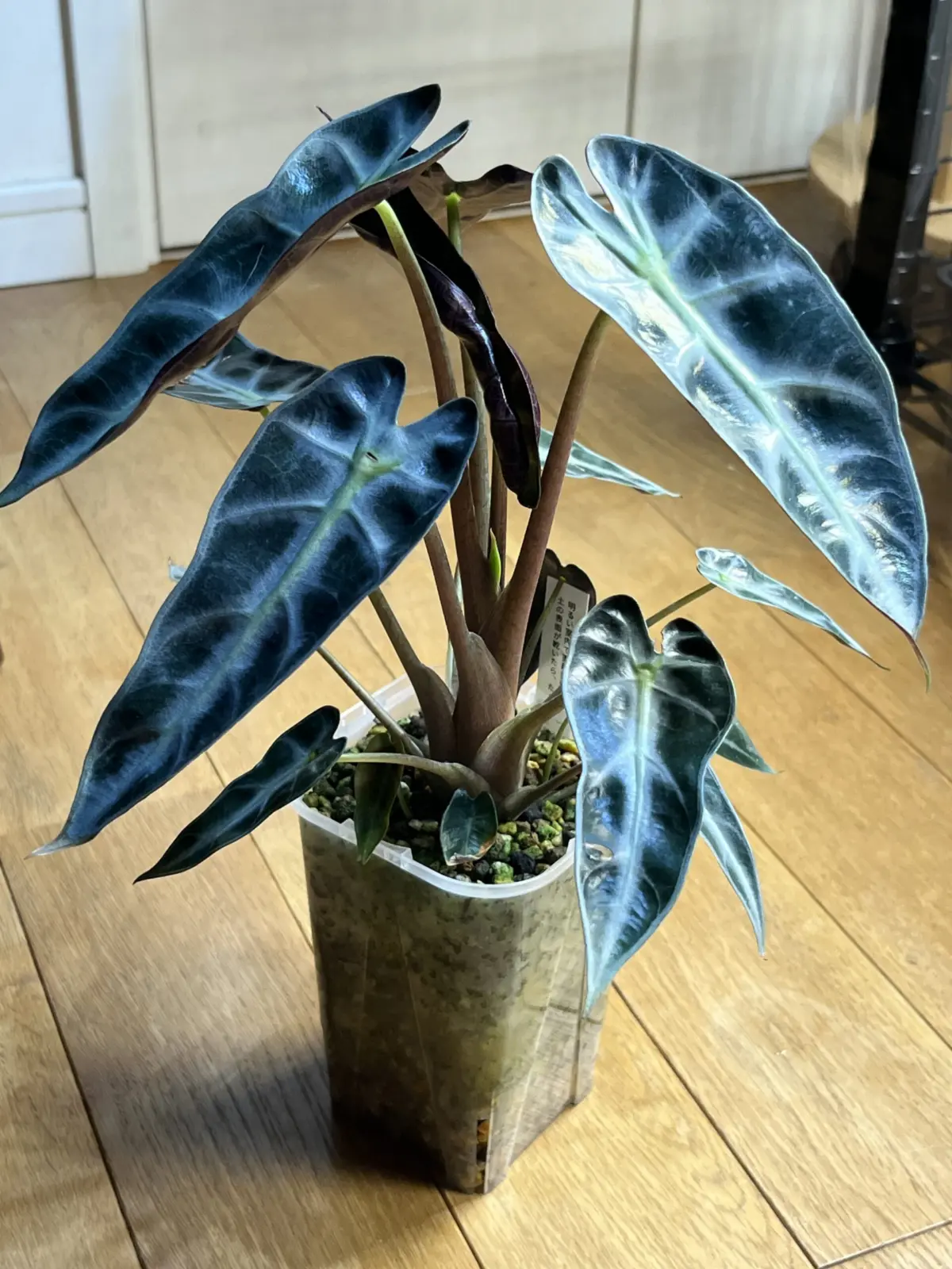 アロカシア　バンビーノ