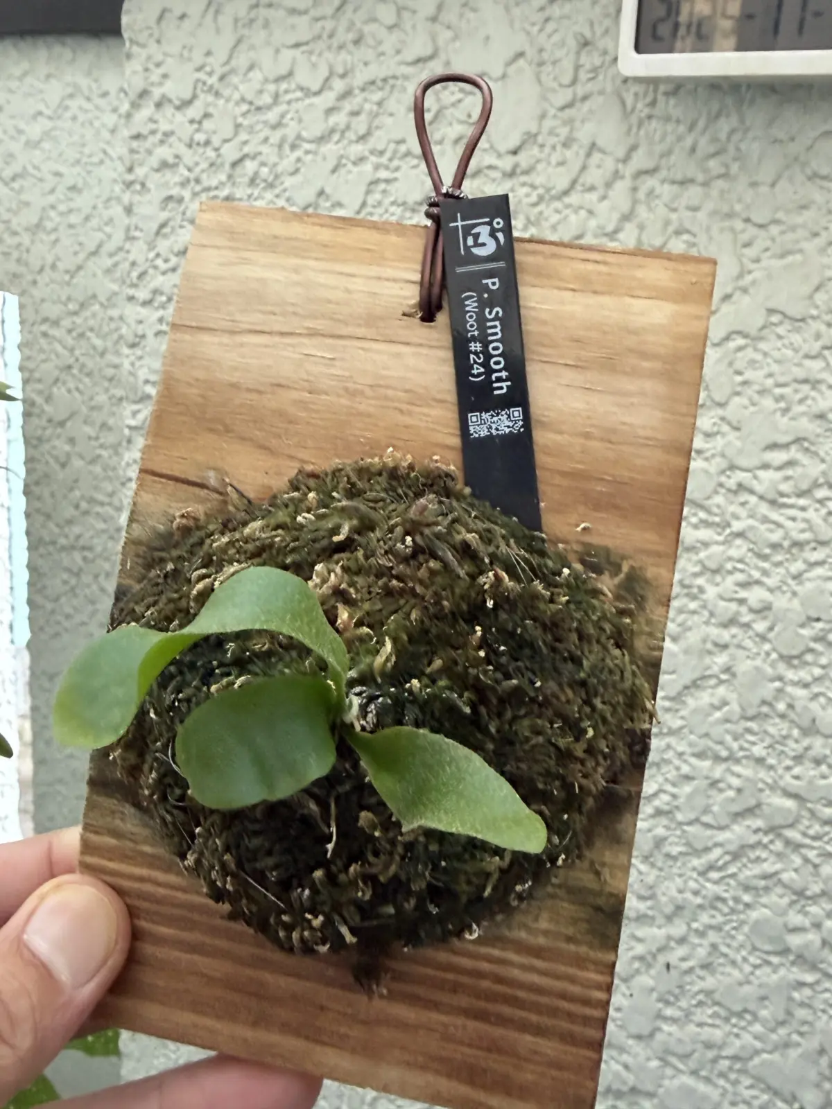 ビカクシダ スムース