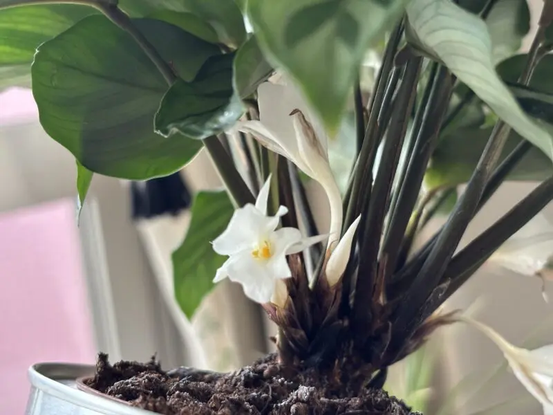 カラテア　フレディ　花