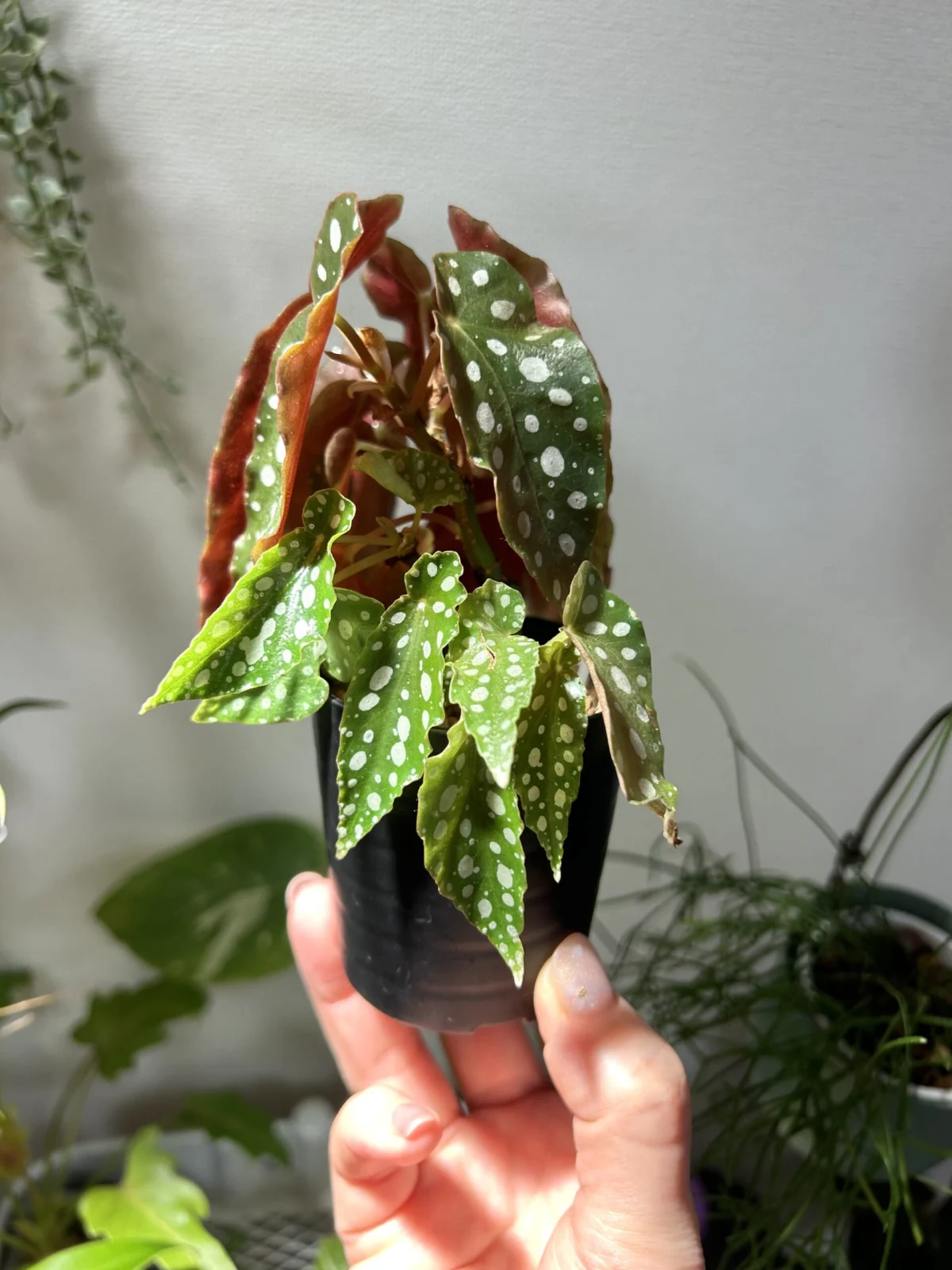 ベゴニア マクラータ