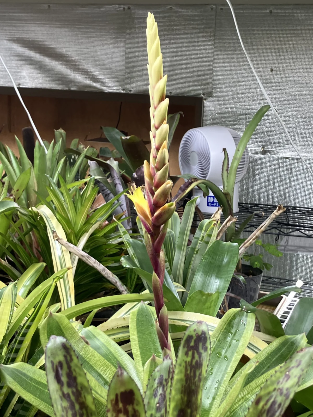 フリーセア　マルガリータ