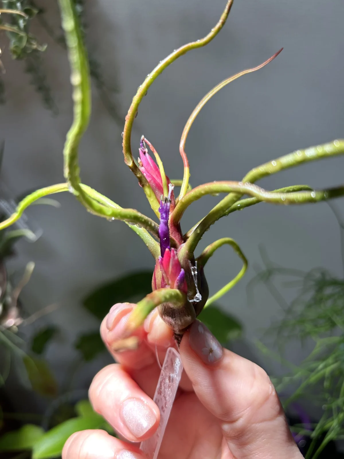 ティランジア ブルボーサ 神楽 花芽不発のその後