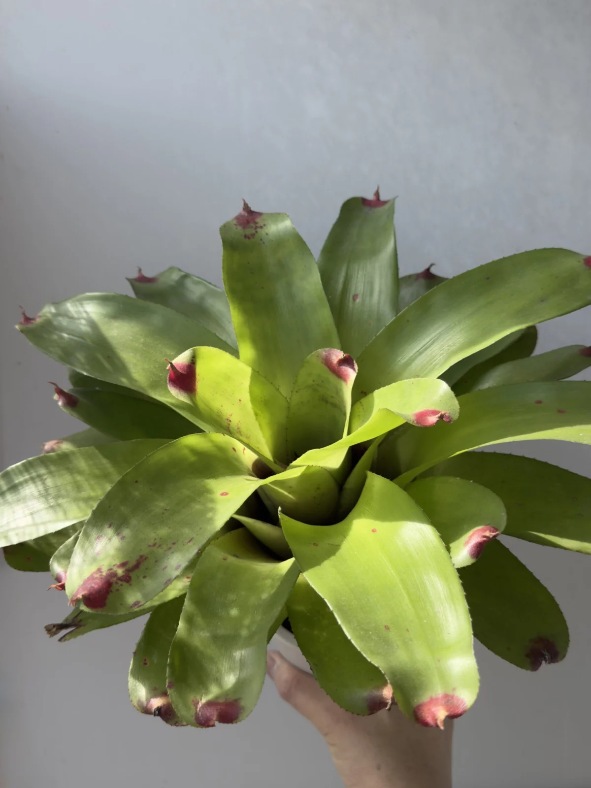 ネオレゲリア バレンタインズデイ