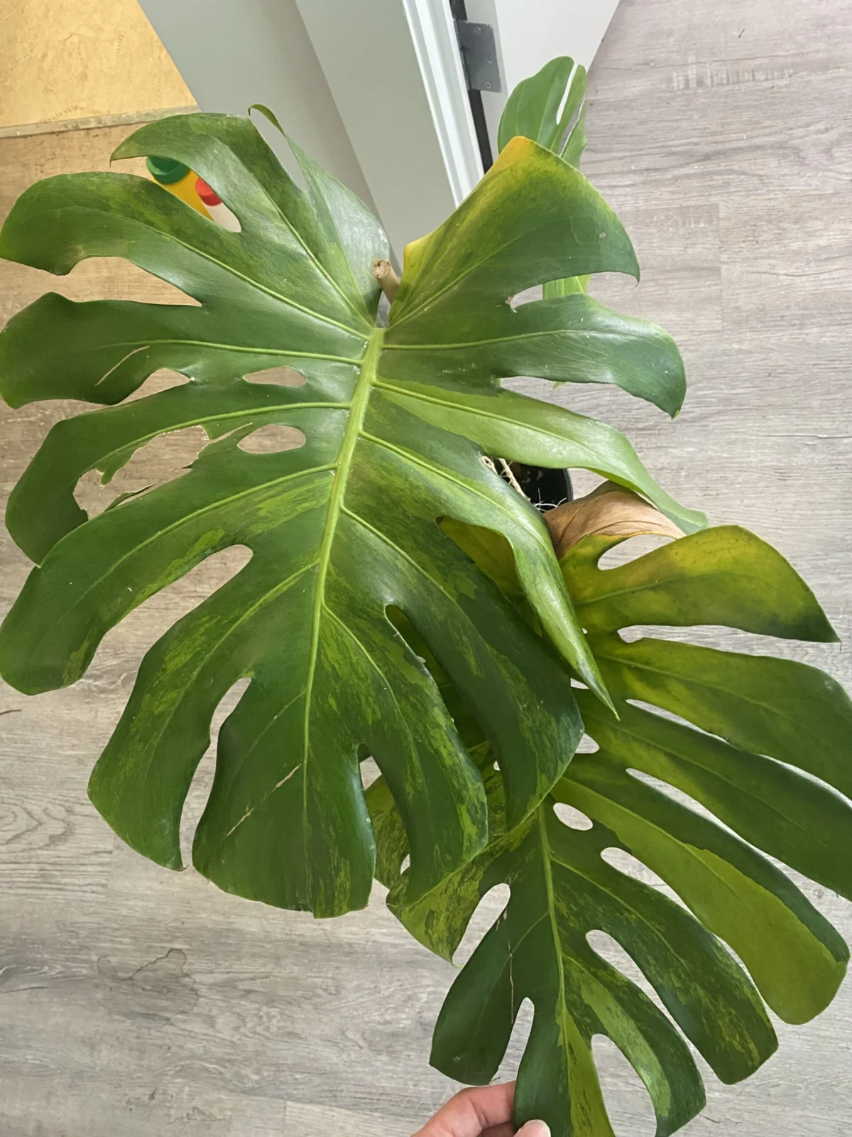 モンステラ – Plants Navi