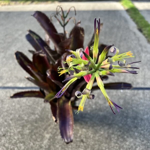ビルベルギア ゲルダ 花