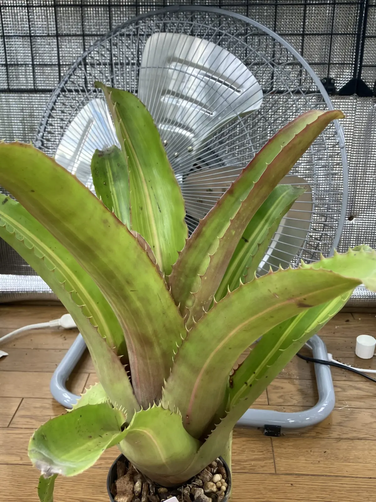 エクメア ブラクテアタ バリエガータ