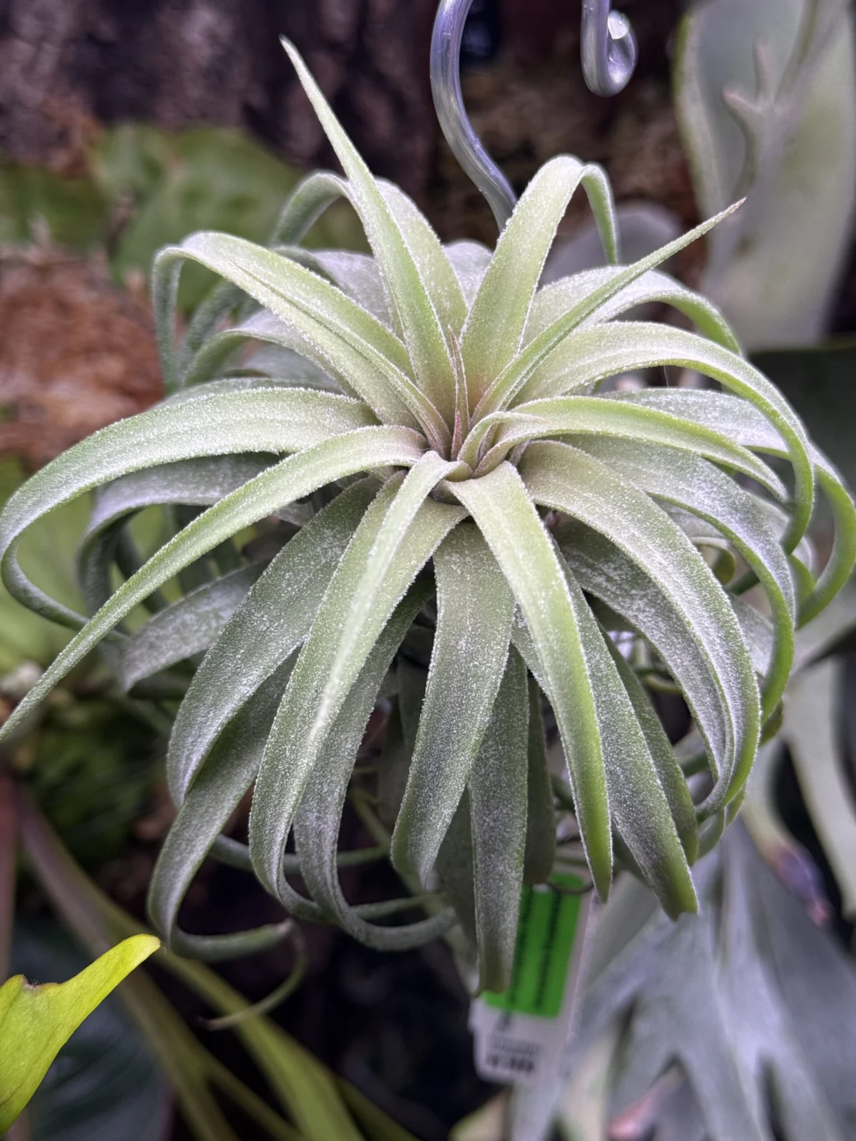 ティランジア　ストレプトフィラ イオナンタ ウアメルラ