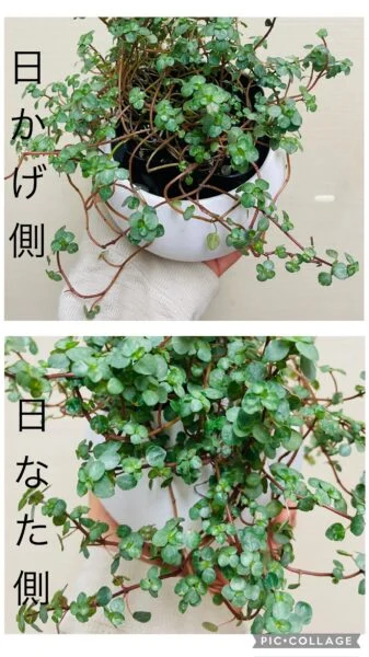 ピレア　グラウカ　徒長