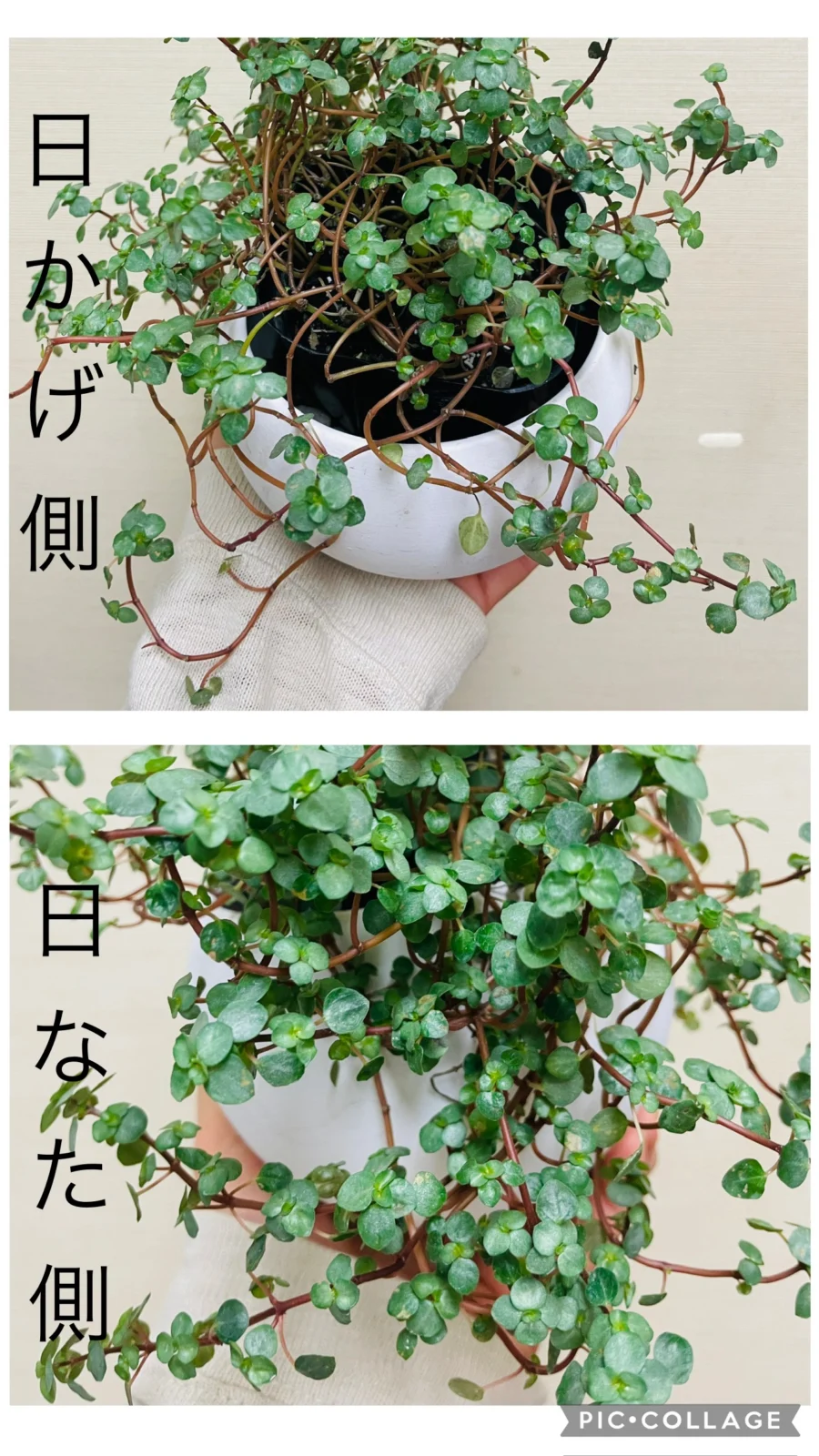 ピレア　グラウカ　徒長